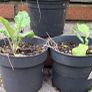 Borage plants Image 2