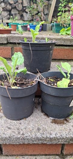 Borage plants