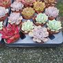 Tray of mixed indoor succulents Image 2