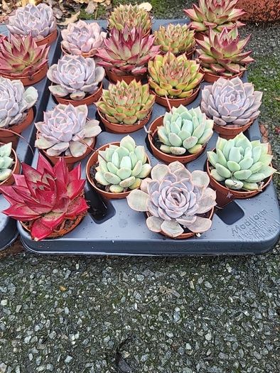 Tray of mixed indoor succulents