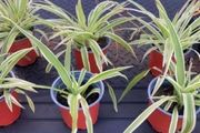 Spider plants