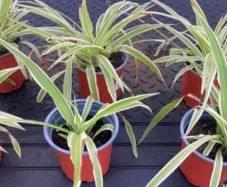 Spider plants