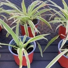 Spider plants