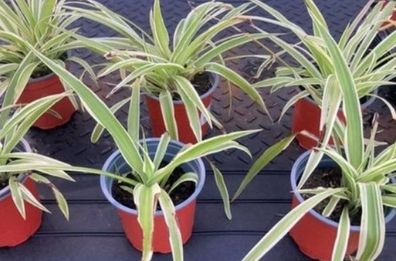 Spider plants