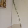 Succulent Plant Image 3