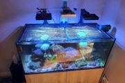 Complete Running Reef Tank