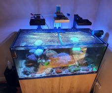 Complete Running Reef Tank