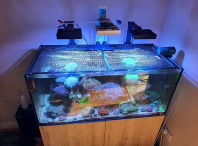 Complete Running Reef Tank