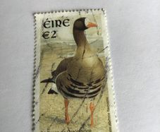 Irish stamp - Greenland white fronted Goose
