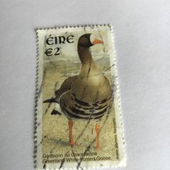 Irish stamp - Greenland white fronted Goose