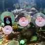 Single Hole Euphyllia Coral Holder (Tilted) Image 4