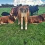 Limousin PBR Bulls Image 3