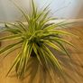 spider plant Image 4