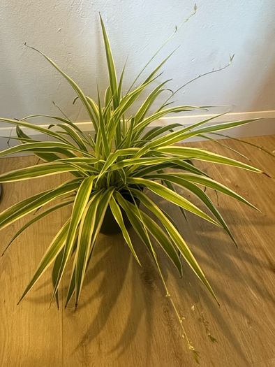 spider plant