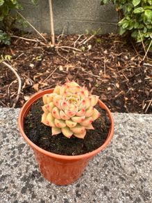 plant