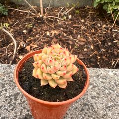 plant