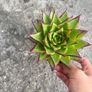 plant Image 3