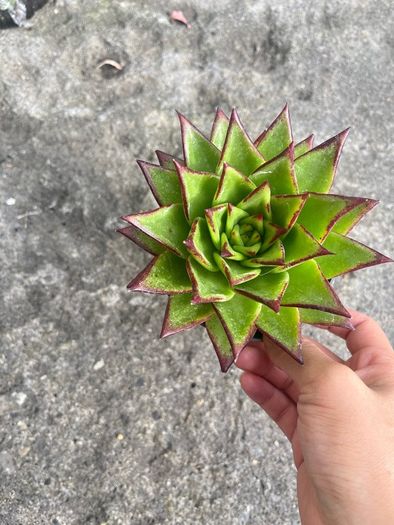 plant