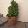 10 garden pots and plants inc Image 6