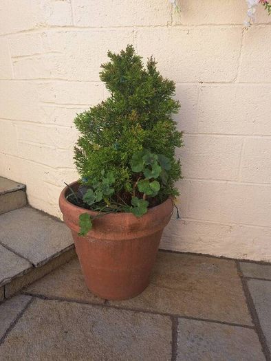 10 garden pots and plants inc