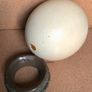 Ostrich Egg Big Five Art Image 3