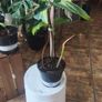 Philodendron Florida Beauty variegated  rooted cutting Image 2