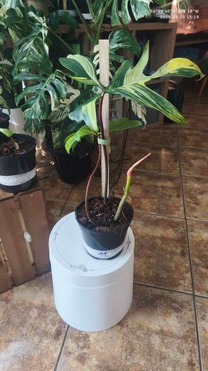 Philodendron Florida Beauty variegated  rooted cutting