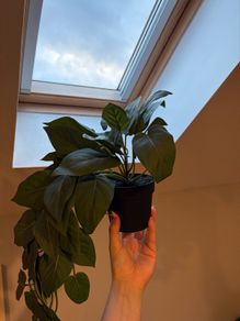 Artificial Plant