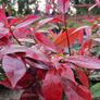 Red Robin Hedging two euro Image 2