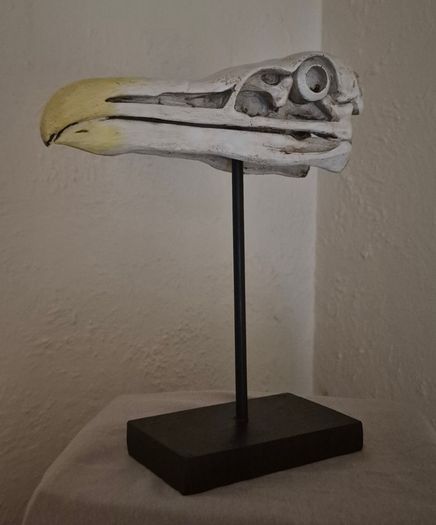 1/1 resin copy of a albatross skull. On display stand.