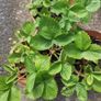 strawberries Image 3