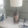 doggy lamp Image 8