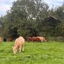 InCalf 4 & 5 Star Stabiliser X Heifers Image 7