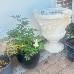 Classical Garden Urns