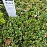Herbs, Lavender, Strawberry Plants Image 9