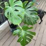 Large monstera Image 3
