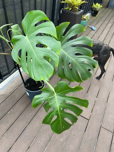 Large monstera