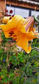 African Queen Lily bulb - 2 available
