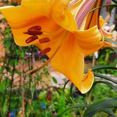 African Queen Lily bulb - 2 available