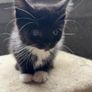 Kittens for adoption Image 3