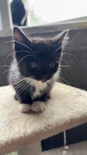 Kittens for adoption