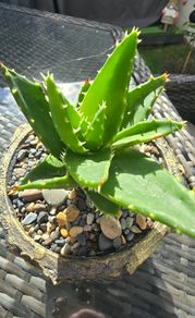 aloe vera