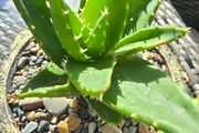 aloe vera