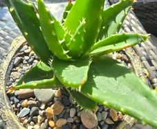 aloe vera