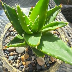 aloe vera