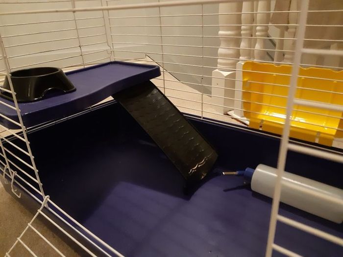 Guinea Pig Cage