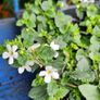 Summer Bedding Flowers, Trailing Plants Image 7
