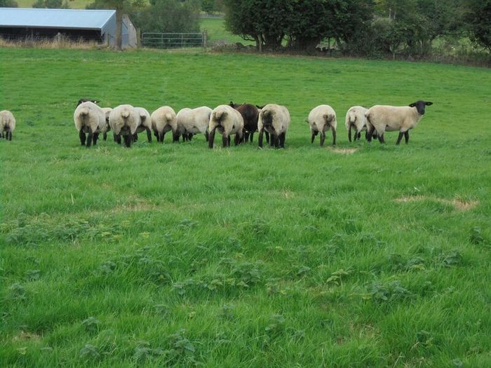 Breeding Hoggets and Sheep