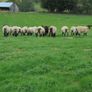 Breeding Hoggets and Sheep Image 9
