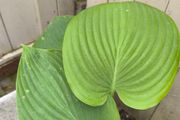 garden plants